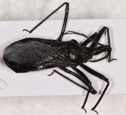 Rhynocoris ibericus